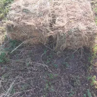 فروش یونجه