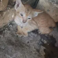 بچه گربه