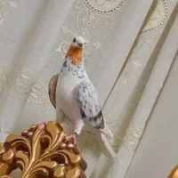 کبوتر گرفتنی۲مهر فقد یکجا