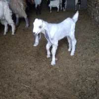 بزعشقی افغانی