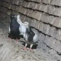 هفت عدد رنگی