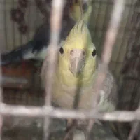 جفت عروس هلندی