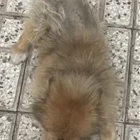 سگ پامرانین