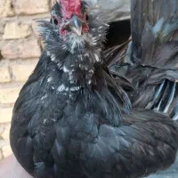 مرغ وخروس