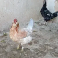 تخم مرغ گلین ۴۰ موجود دونه ۲۰تومن