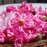 گل وگلاب محمدی تازه...