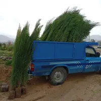 نهال سرو شیرازی و مرکبات