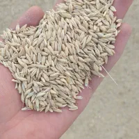 خوراک دام جو