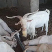 سلام بره وکره چپش