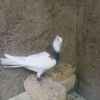 کفتر طوقی|پرنده|نجف‌آباد, امام خمینی|دیوار