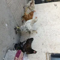 مرغ و خروس برهما