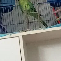 طوطی