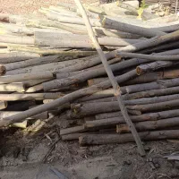 خرید چوب انواع درخت