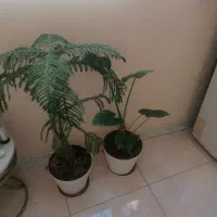 دو گلدان گل طبیعی یکی بابا آدم و کاج مطبق