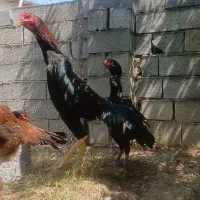 مرغ وخروس لاری اوشاموآلمانی