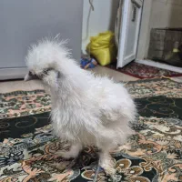 مرغ