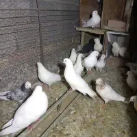 کبوتر فروشی تعداد ۲۴ عدد