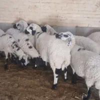 میش داشتی
