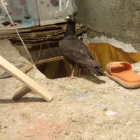 زاغ فوق‌العاده پرشی دیشب گرفتم مفت