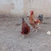 2عددمرغ وخروس عالی ب شرط محلی اصیل از نزدیک ببنید