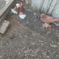 دو عدد کبوتر پاپر نروماده