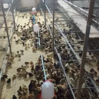 جوجه مرغ گلپایگانی و کاکلی ۶روزه