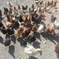 50 تا مرغ محلی