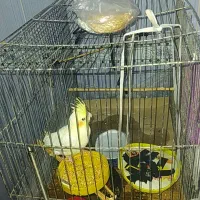 عروس هلندی ماده دو ماهه چشم شرابی