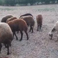 گوسفند|حیوانات مزرعه|کردکوی, |دیوار