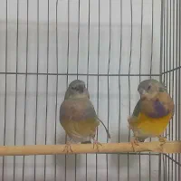 فنچ گلدین نر ماده  و فنچ بنگالی کاکلی