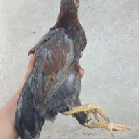 8عدد جوجه