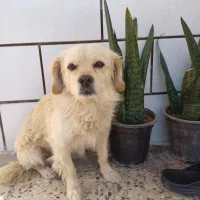 سگ خونگی