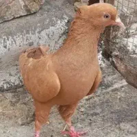 خریدار زرد ماده