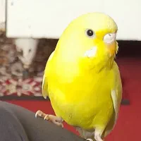 مرغ عشق