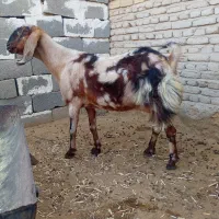 بز نقشی درشت