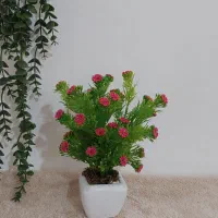 گلدونای زیبا