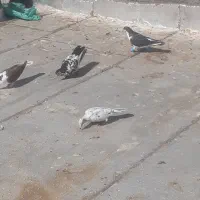 کفتر عالی