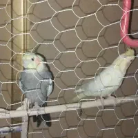 جفت مولد عروس
