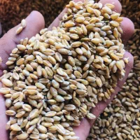 فروش گندم بذری آبی اسرائیلی