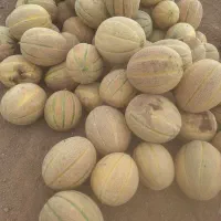 جانا درجه یک