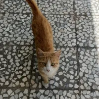 واگذاری گربه