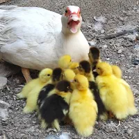 جوجه اردک روسی