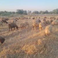 120میش داشتی