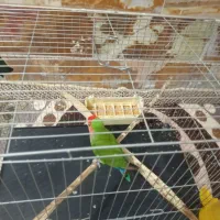 طوطی‌|پرنده|اردکان, |دیوار