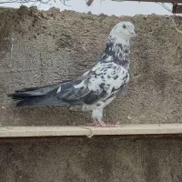 کبوتر پرشی کله ماستی