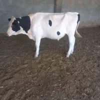 گوساله