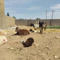 بز‌زاییده‌شیرا