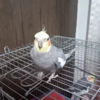 عروس هلندی نر