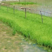 توم هاشمی