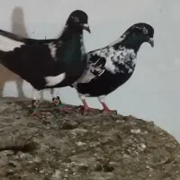 مجسمه شتری دم سفید